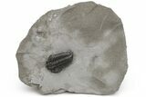 Prone Fossil Calymene Niagarensis Trilobite - New York #224921-3